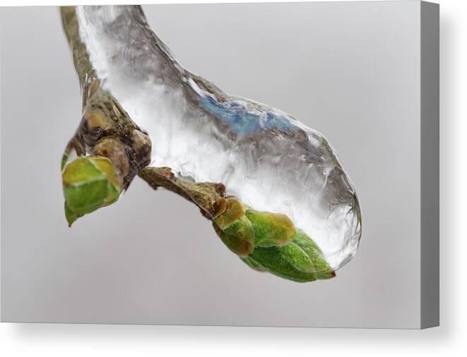 Awakening Canvas Print featuring the photograph Ice Storm buds by Jakub Sisak
