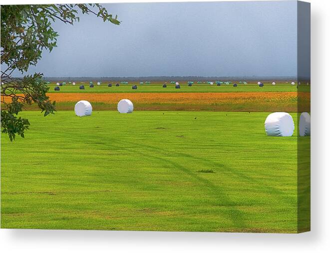 Iceland Canvas Print featuring the photograph Iceland Hay Field by Tom Singleton