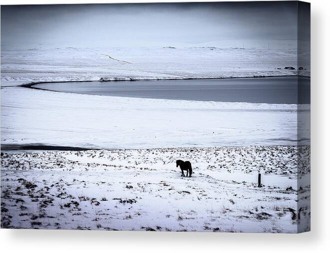Iceland Canvas Print featuring the photograph Icelandic Horse by Peter OReilly
