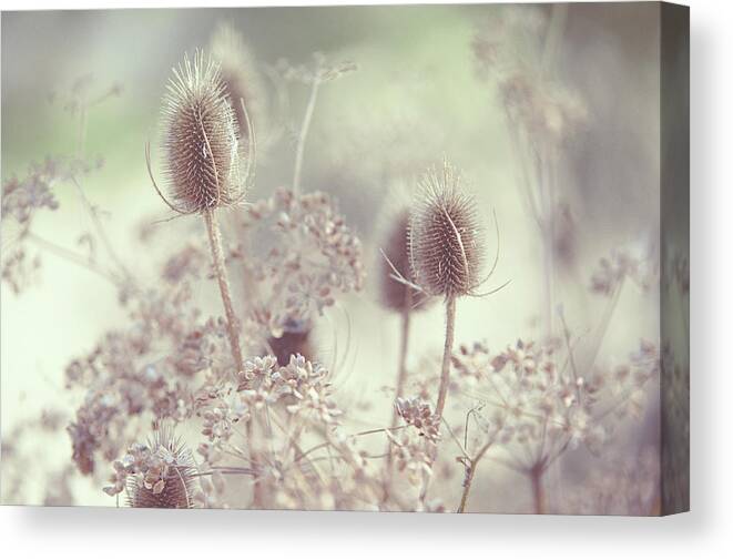 Grass Canvas Print featuring the photograph Icy Morning. Wild Grass by Jenny Rainbow