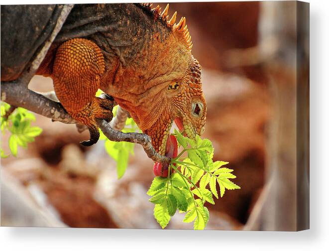 Iguana Canvas Print featuring the photograph Iguana Lunch by Ted Keller