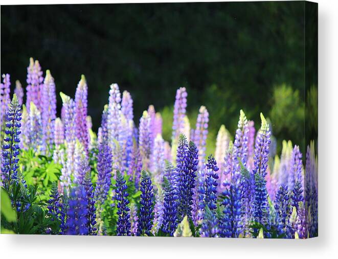  Canvas Print featuring the photograph Illuminated Lupines by Hanni Stoklosa