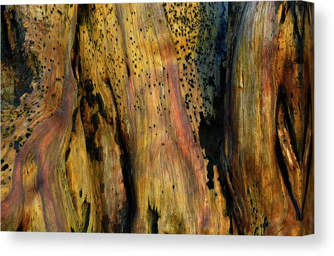Jekyll Island Canvas Print featuring the photograph Illuminated Stump by Bruce Gourley
