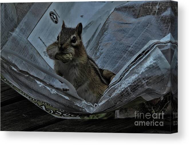 Chipmunk Canvas Print featuring the photograph I'm Hungry by Randy J Heath