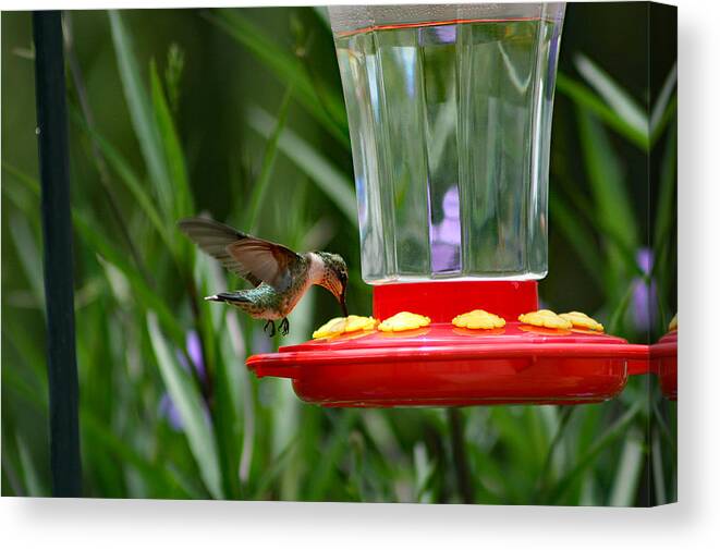 Nature Canvas Print featuring the photograph I'm Really Thirsty 2 by DB Hayes