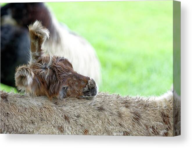 Lama Canvas Print featuring the photograph I'm tired by Peter Ponzio