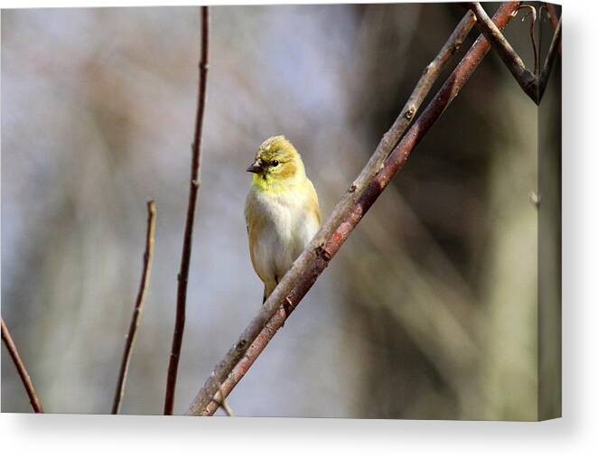 American Goldfinch Canvas Print featuring the photograph IMG_4965 - American Goldfinch by Travis Truelove