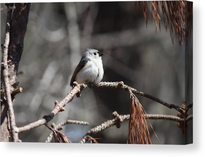 Tufted Titmouse Canvas Print featuring the photograph IMG_7022-005 - Tufted Titmouse by Travis Truelove