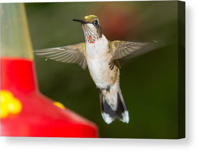 Ruby-throated Hummingbird Canvas Print featuring the photograph Immature Male Ruby-Throated Hummer by Robert L Jackson