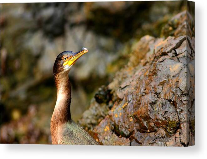 Wildlife Canvas Print featuring the photograph Immature Shag by Richard Patmore