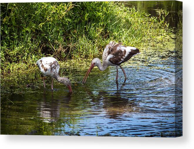 Red Bug Slough Canvas Print featuring the photograph Immature White Ibises by Richard Goldman