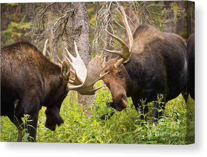 Bull Moose Canvas Print featuring the photograph The Approach by Aaron Whittemore