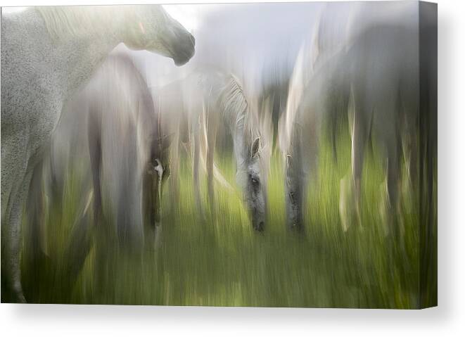 Horse Canvas Print featuring the photograph Impression by Milan Malovrh