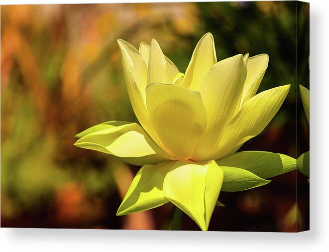 Flower Canvas Print featuring the photograph In Bloom by Charles McCleanon
