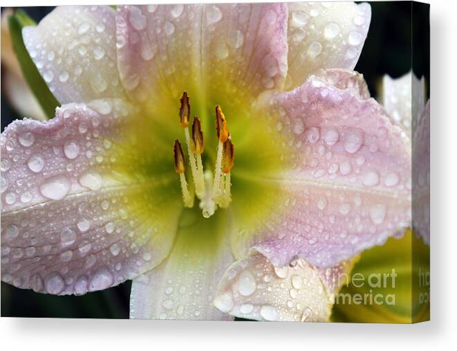 Delicate Canvas Print featuring the photograph In Lily Fashion by Cathy Beharriell