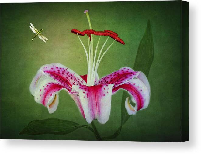 Stargazer Lilies Canvas Print featuring the photograph In Love by Marina Kojukhova