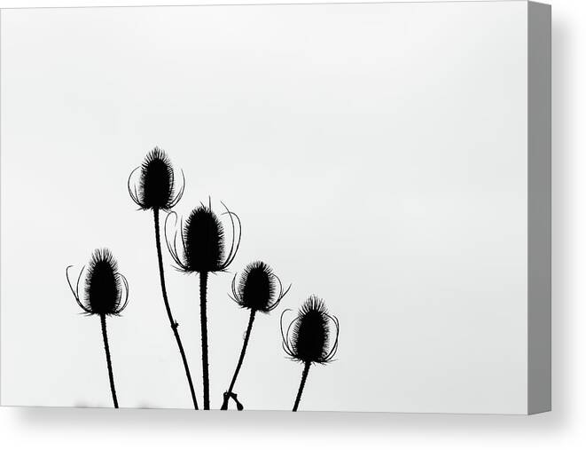 Nature Canvas Print featuring the photograph In Order by Wendy Cooper