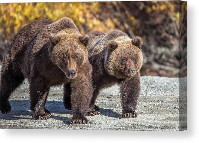 Alaska Canvas Print featuring the photograph In Stride by Kevin Dietrich
