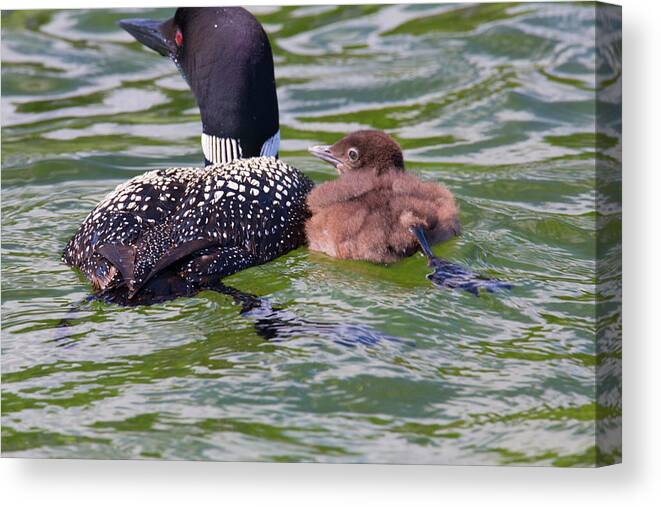 Loons Canvas Print featuring the photograph In Sync by Nancy Dunivin