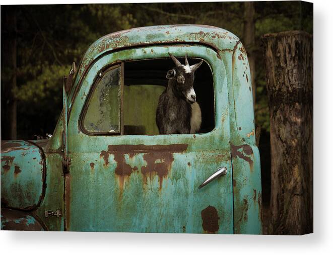 Daniel Houghton Canvas Print featuring the photograph In The Drivers Seat by Daniel Houghton