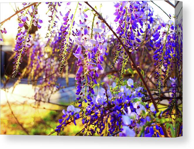 Flowers Canvas Print featuring the photograph In the evening by Toni Hopper