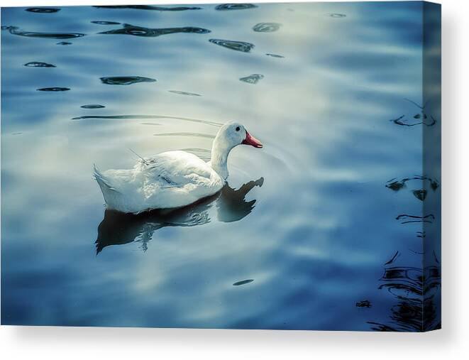 Photography Canvas Print featuring the digital art In the Pond by Terry Davis