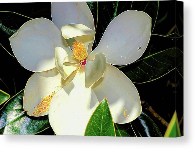 Flower Photography Canvas Print featuring the photograph In the Shade by Diana Mary Sharpton