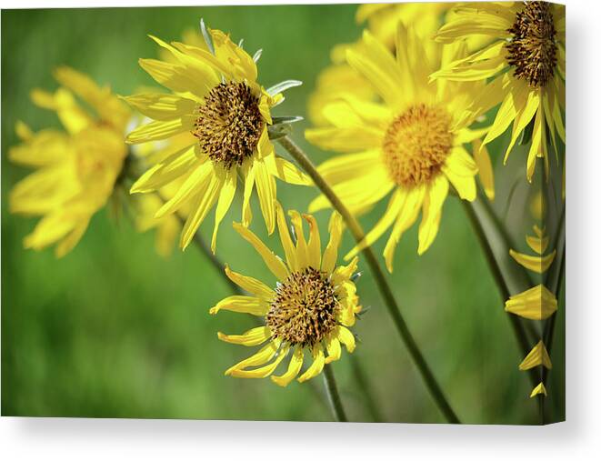 Yellow Canvas Print featuring the photograph In the Spring Wind by Whispering Peaks Photography