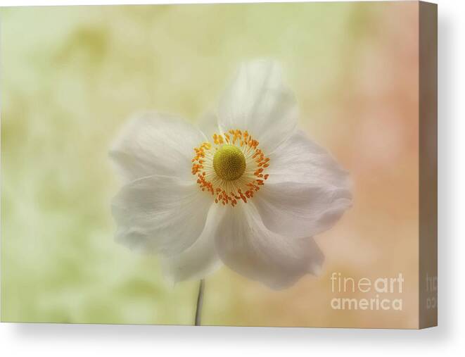 Anemone Canvas Print featuring the photograph In the whisper of a gentle breeze by John Edwards