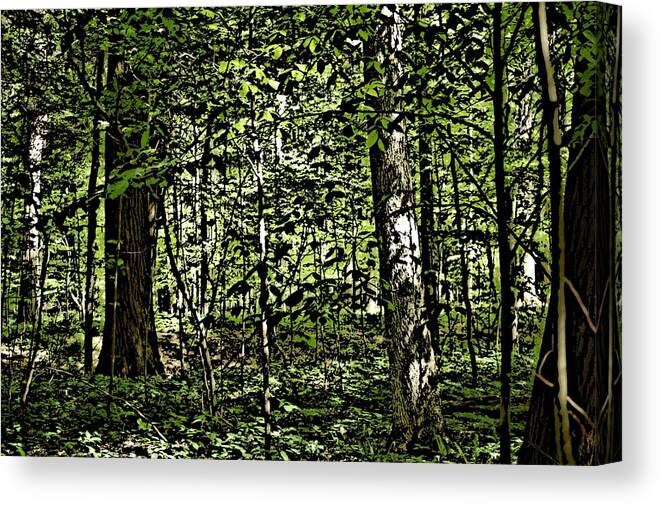 Landscape Canvas Print featuring the photograph In the woods WC by David Lane