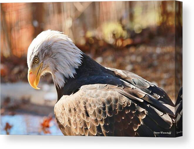 Eagle Canvas Print featuring the photograph In Thought by Steve Warnstaff