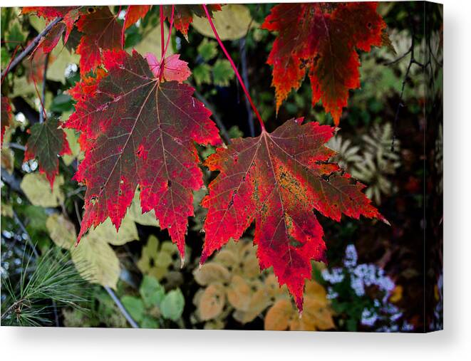 Maple Canvas Print featuring the photograph In Transition by Tim Kirchoff