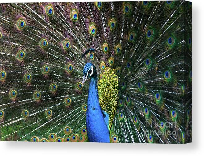 Barcelona Zoo Canvas Print featuring the photograph Indian Peacock with tail feathers up by Andrew Michael