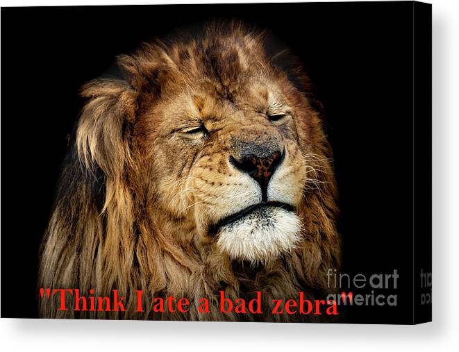 Lion Canvas Print featuring the photograph Indigestion by Sam Rino