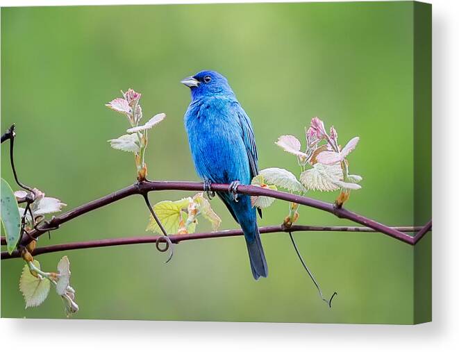 Indigo Bunting Canvas Print featuring the photograph Indigo Bunting Perched by Bill Wakeley