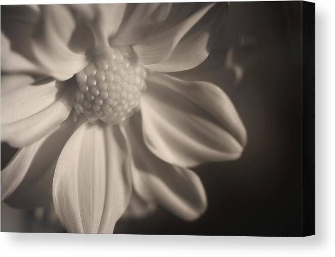 Infrared Mum Canvas Print featuring the photograph Infrared Mum by Bob Cournoyer