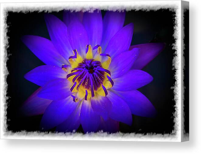 Flower Canvas Print featuring the photograph Inner Glow by Keith Hawley