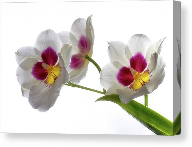 Plant Canvas Print featuring the photograph Inner Glow by Shirley Mitchell