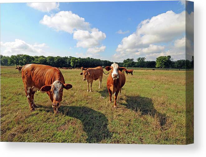Inquisitive Canvas Print featuring the photograph Inquisitive Cattle by Ted Keller