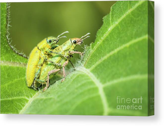 Animal Canvas Print featuring the photograph Insect mating by Tosporn Preede