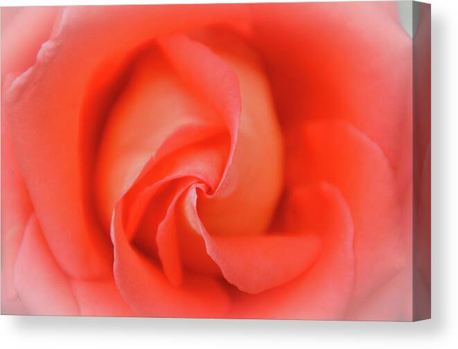 Flower Canvas Print featuring the photograph Inside The Rose by Joe Ormonde