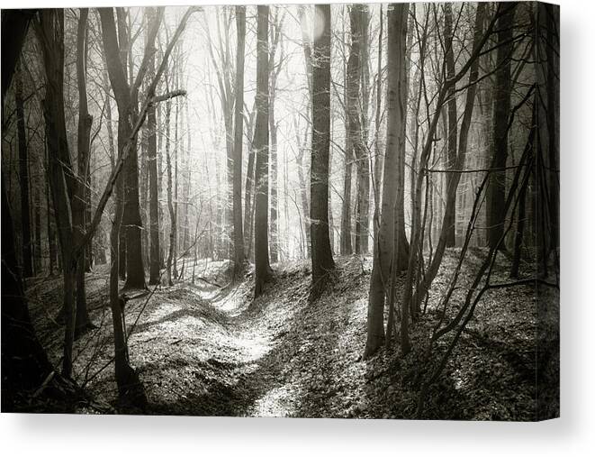 Forest Canvas Print featuring the photograph Into the Forest - Nr. 1 by Dorit Fuhg