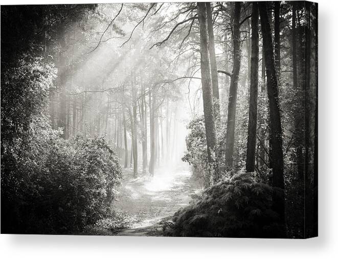 Forest Canvas Print featuring the photograph Into the Forest - Nr. 2 by Dorit Fuhg