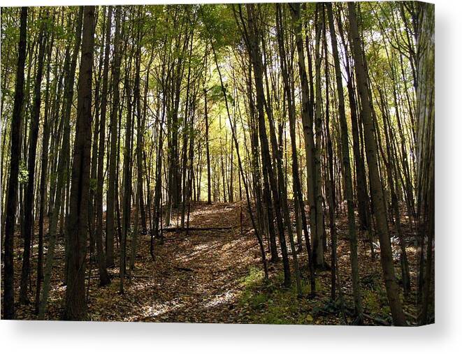 Woods Canvas Print featuring the photograph Into the Woods by Mindy Newman