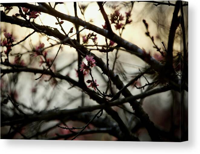 Blossoms Canvas Print featuring the photograph Introduction by Lara Morrison
