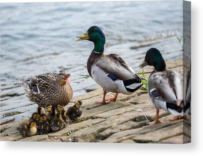 Mallards Canvas Print featuring the photograph Intruder Alert by Holden The Moment