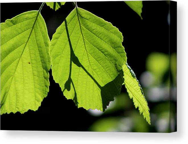 Bright Green Canvas Print featuring the photograph Iridescent Glow - Beechnut Leaves by Colleen Cornelius