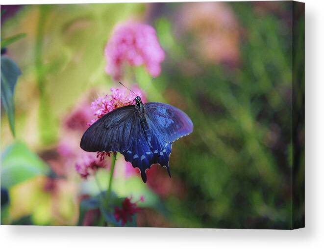 Butterfly Canvas Print featuring the photograph Iridescent by Jade Moon