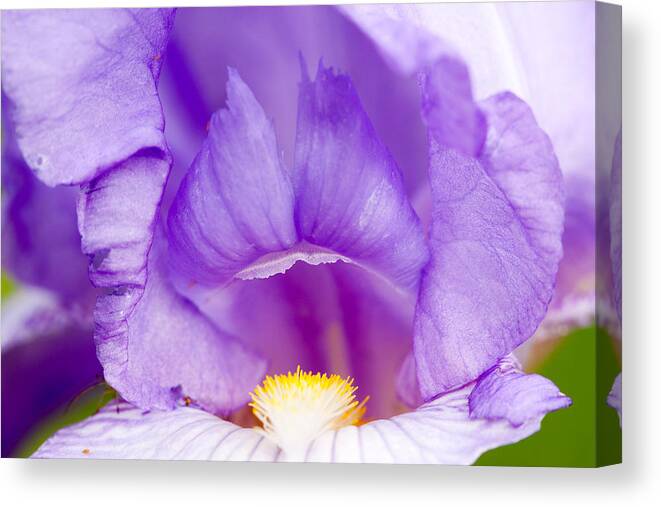 Iris Purple Canvas Print featuring the photograph Iris Blossom by Dina Calvarese