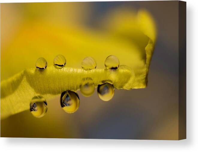 Wolfgang Stocker Canvas Print featuring the photograph Iris petal with water drops by Wolfgang Stocker